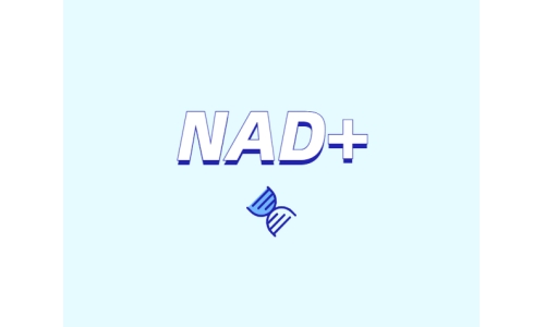 為什么要增強NAD+？