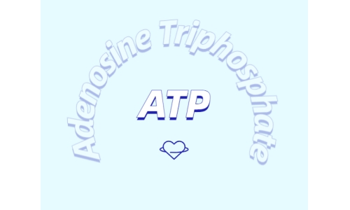 ATP有什么用？